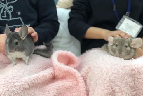 膝に乗ったチンチラ