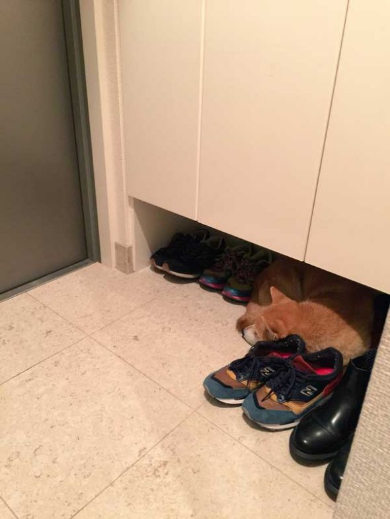 柴犬 優 病院 スネる 玄関 出てこない