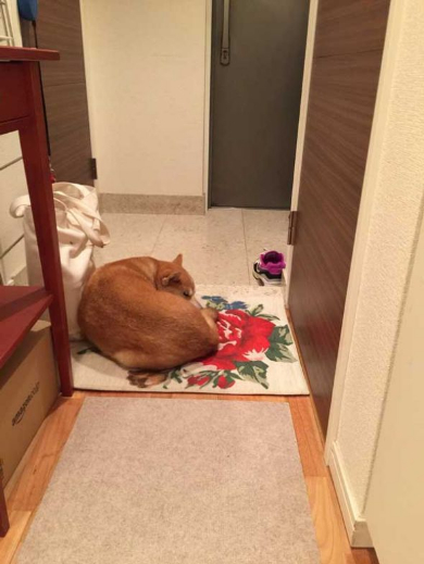 柴犬 優 病院 スネる 玄関 出てこない
