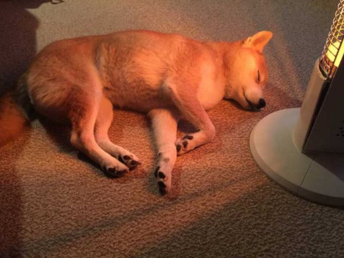 柴犬 優 病院 スネる 玄関 出てこない