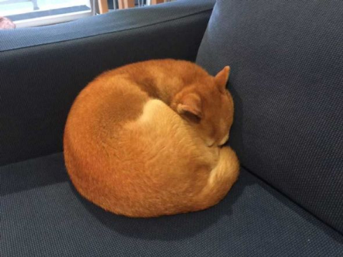 柴犬 優 病院 スネる 玄関 出てこない