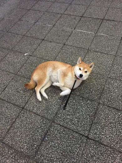 柴犬 優 病院 スネる 玄関 出てこない