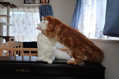 ハグをする猫さん