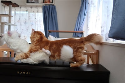 ハグをする猫さん