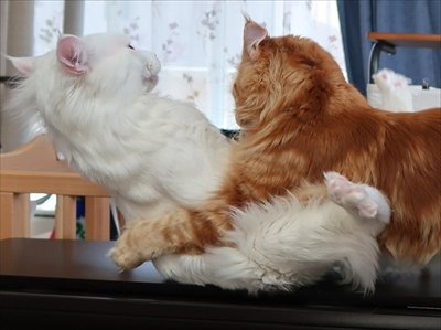 ハグをする猫さん