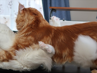 ハグをする猫さん