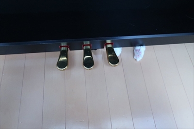 ハグをする猫さん