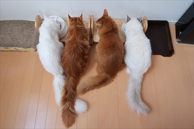 ハグをする猫さん