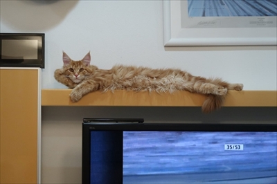 ハグをする猫さん