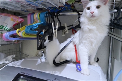 ハグをする猫さん