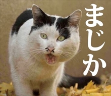 必死すぎるネコ スタンプ