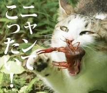 必死すぎるネコ スタンプ