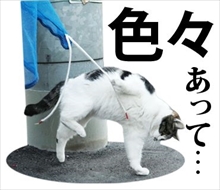 必死すぎるネコ スタンプ