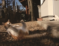 必死すぎるネコ スタンプ