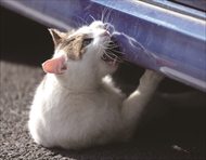 必死すぎるネコ スタンプ