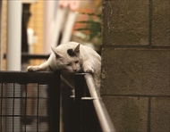 必死すぎるネコ スタンプ