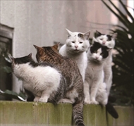 必死すぎるネコ スタンプ