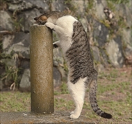 必死すぎるネコ スタンプ