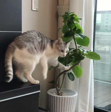猫 とぼける いたずら 顔 つるちゃん