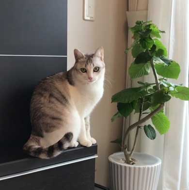 猫 とぼける いたずら 顔 つるちゃん