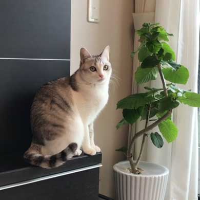 猫 とぼける いたずら 顔 つるちゃん