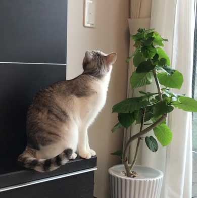 猫 とぼける いたずら 顔 つるちゃん