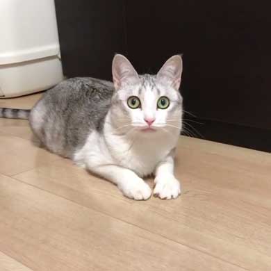 猫 とぼける いたずら 顔 つるちゃん
