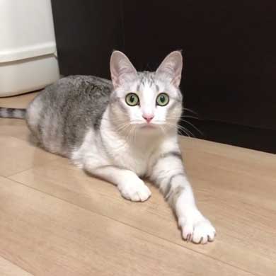 猫 とぼける いたずら 顔 つるちゃん