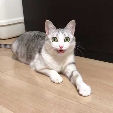 猫 とぼける いたずら 顔 つるちゃん