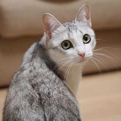 猫 とぼける いたずら 顔 つるちゃん