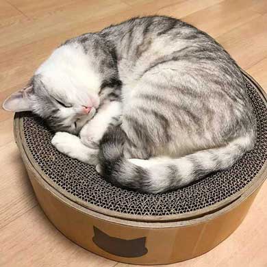猫 とぼける いたずら 顔 つるちゃん