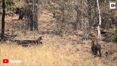 Sloth Bears Chases Off Tiger