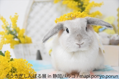 うさぎしんぼる展