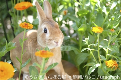 うさぎしんぼる展