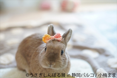 うさぎしんぼる展