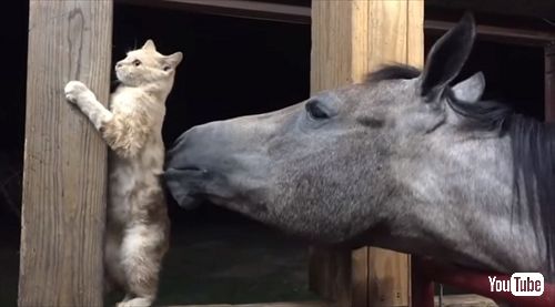 毛づくろいをするお馬さん