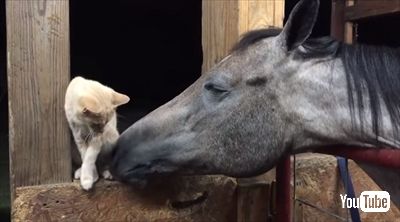 毛づくろいをするお馬さん