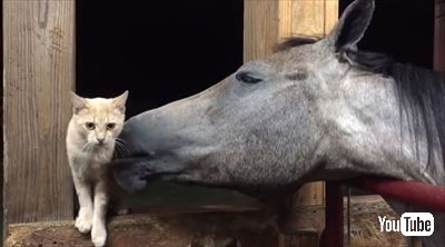 毛づくろいをするお馬さん