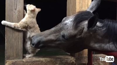 毛づくろいをするお馬さん