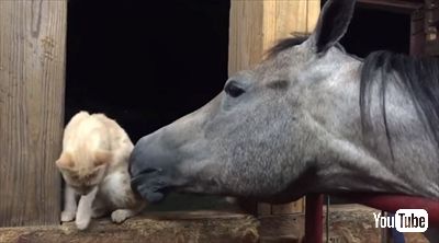 毛づくろいをするお馬さん