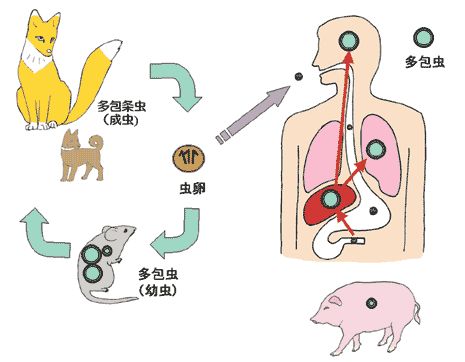 エキノコックス症 愛知県