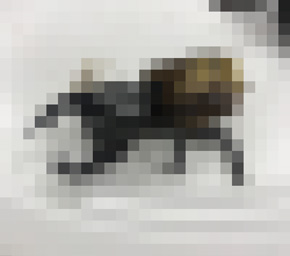 かみつき！MAD-DOG カブトムシ 地下アイドル