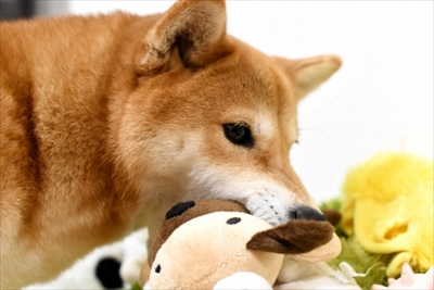 だんぼっちワン