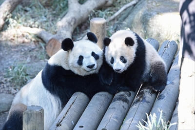 上野シャンシャン近況