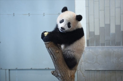 上野シャンシャン近況