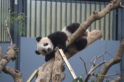 上野シャンシャン近況