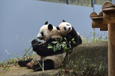 上野シャンシャン近況