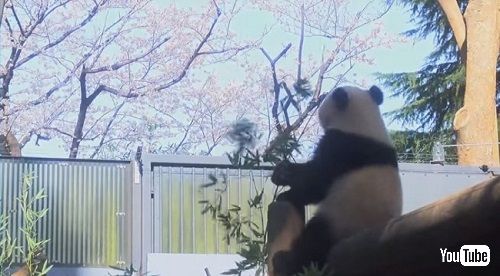 上野シャンシャン近況