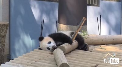 上野シャンシャン近況