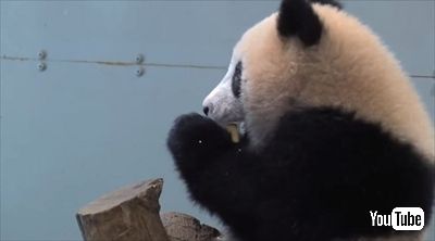 上野シャンシャン近況